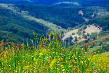 An alpine wildflowers on a field, natural rural summer background. A countryside floral backdrop.
