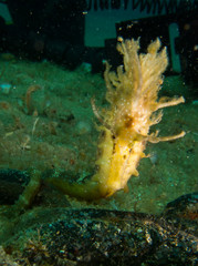 Seahorse in the mediterranean