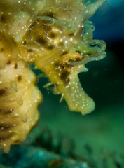 Seahorse in the mediterranean