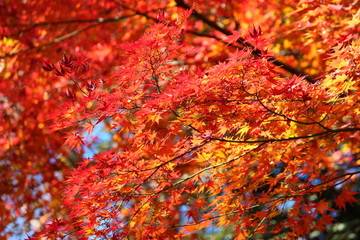 東京都北区の旧古河庭園の紅葉