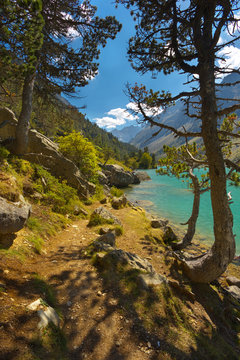 Trees on the bank of a mountain lake Lac de Gaube, Pyrenees Occidentales, France