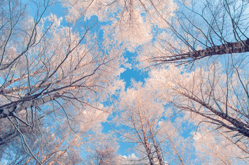 Winter snowy trees in the blue sky Bottom view on a frosty sunny day