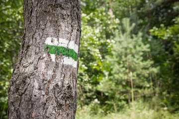 Green walking trail sign made with paint on tree bark. 