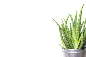 Aloe vera plant in metal flowerpot isolated on white.