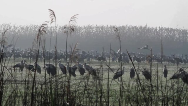 Common Crane flock in hula valey