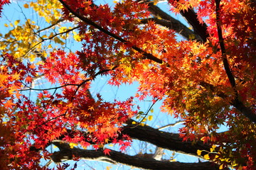 東京都北区の旧古河庭園の紅葉