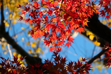 東京都北区の旧古河庭園の紅葉