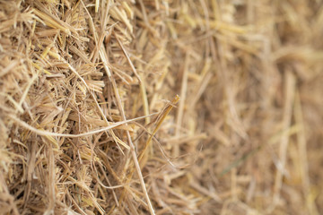 Soft focus of dry straw texture