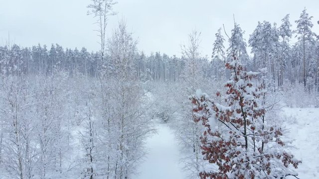 Camera flies through winter forest among the snow-covered tree branches. Young forest in foreground.