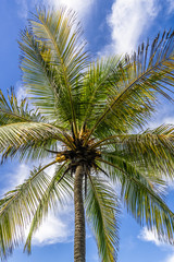 Fototapeta na wymiar Palm tree on the Caribbean coast