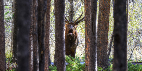 Bull Elk in Rocky Mountain National Park, Colorado