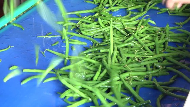 The Green Beans Processing and Packaging Line, is a process through which the raw material is treated and packed for storage and sale. Green beans are processed at the plant.