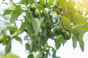 Avocado on plant or Raw avocado on tree fresh product in Thailand's organic farm,Avocado fruit on tree useful for works like brochure, magazine, food business or other industrial