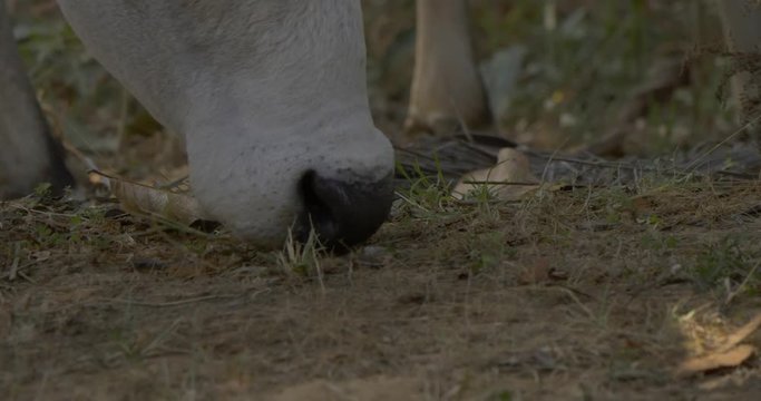 An Indian cow eating grass.