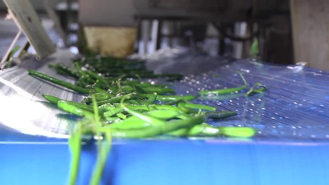 The Green Beans Processing and Packaging Line, is a process through which the raw material is treated and packed for storage and sale. Green beans are processed at the plant.