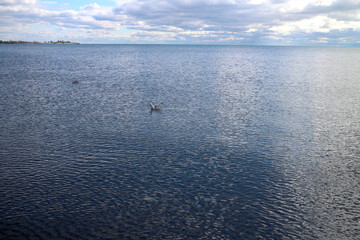 gulls in sea and blue sky