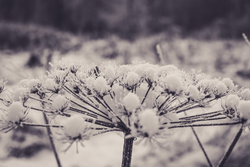 Hogweed covered with snow in the forest