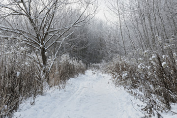 Snow covered beautiful winter forest