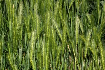 Wilde Gerste, Hordeum vulgare