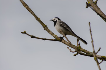 bird on a branch