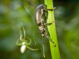 Beetle with spider in background
