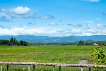 Fototapeta na wymiar Green rice field with blue sky background