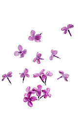 Plakat lilac flowers isolated