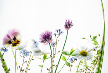 summer flowers on white