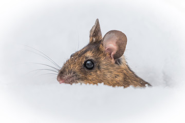 Wood mouse