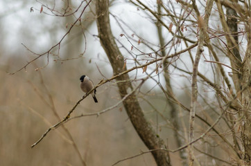 bird on branch