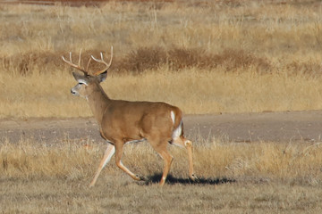 red deer in the forest