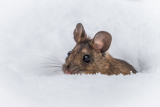 Wood mouse