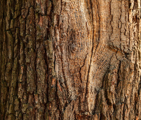 Detail of old tree bark with pocket (branch collar) sun shining from side.