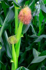 Obraz premium maize cob