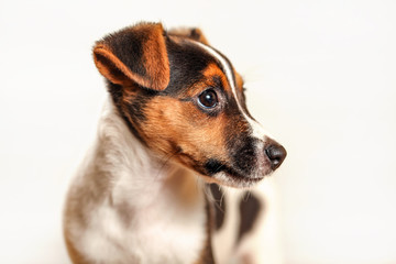 Jack Russell terrier puppy isolated on light background, detail on her head.