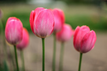 Shallow depth of field photo, only one petal in focus, young pink tulips flowers. Abstract spring flowery background.