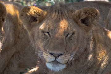 close up of lions face with eyes closed with a touch of sunlight