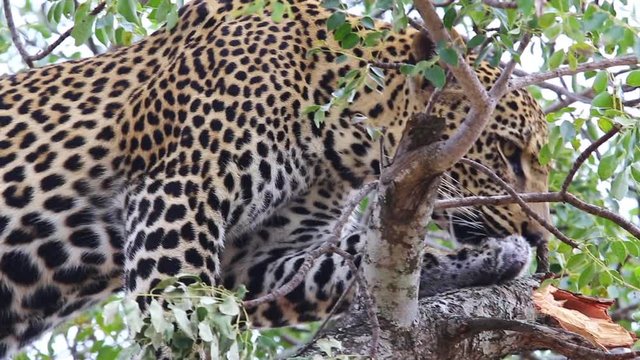 Magnificent Male Leopard Licking Paw Close Up In A Marula Tree, Kruger National Park.