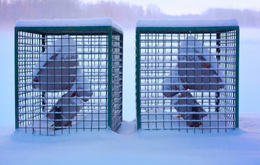 The lattices of a protection of street electric searchlights covered with a thick layer of snow