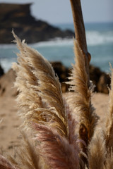 composition of pampas grass, against the backdrop of the ocean, portugal