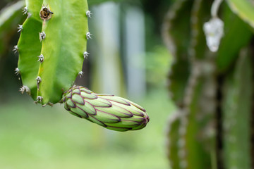 Fresh green dragon-fruit flower in morning time on farm