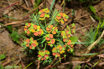 Blüte der Pflanze Wolfsmilch, Euphorbia polychroma