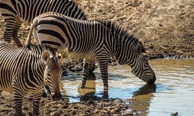Fototapeta na wymiar Zebra at Hobatere reserve, Namibia