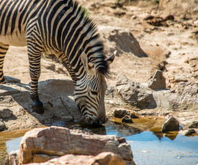 Fototapeta na wymiar Zebra at Hobatere reserve, Namibia