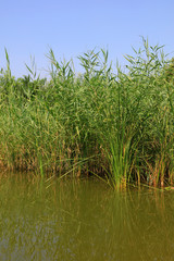 Fototapeta na wymiar reeds in the pond