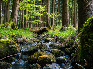 Bach im Wald