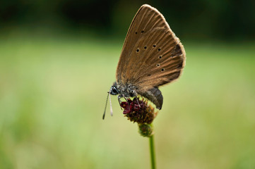 Schmetterlinge Deutschlands - Dunkler Ameisenbläuling
