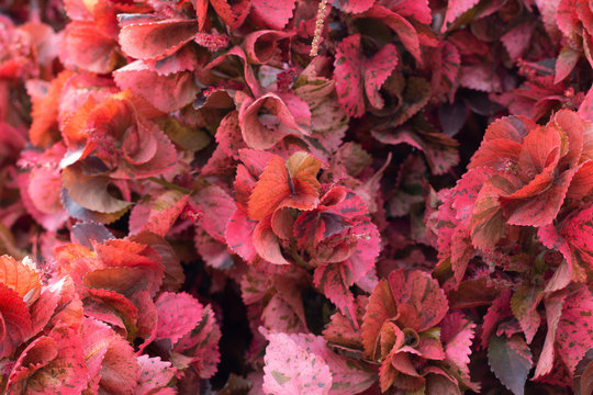 Close up of Copper Leaf or Acalypha wilkesiana for nature abstract background