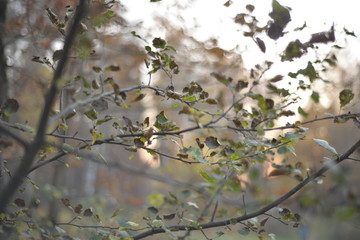 white flowers in spring