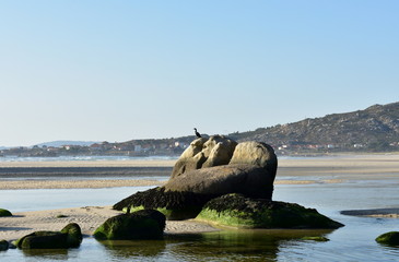 Beach with crested cormorant on a rock. Lake and blue sea with small waves, sunset light. Sunny...